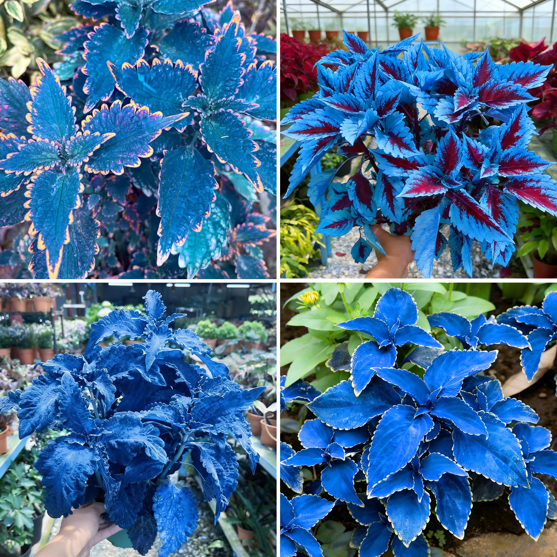 Mixrug Mix Dwarf Coleus seeds packet introducing color to the garden space