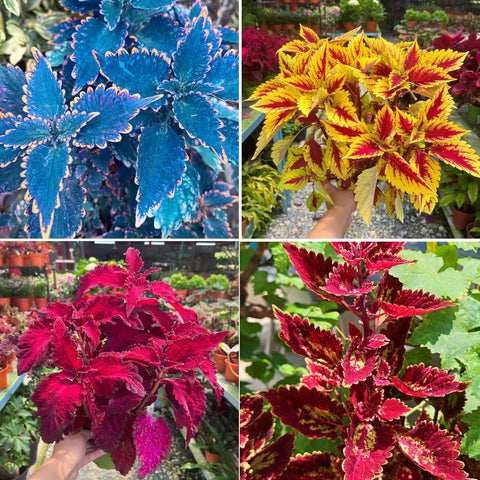 Mixrug Mix Dwarf Coleus seeds being planted in soil for bright border color