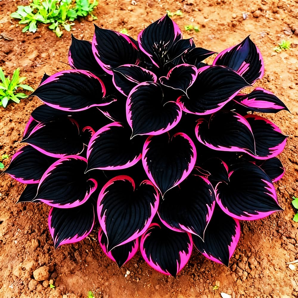 Mixrug Mixed 117+ Hosta seeds include variegated leaves to brighten dim corners.