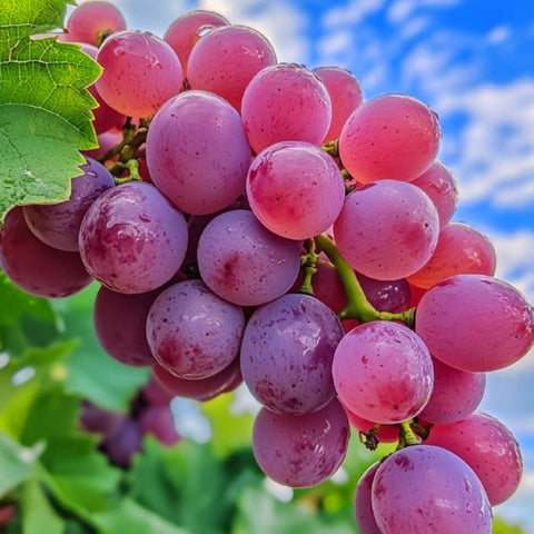 Mixrug mixed berry seeds kit offers diverse at-home fruit variety