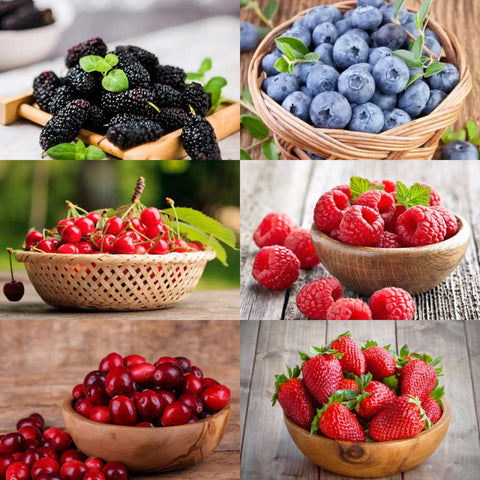 Mixrug mixed berry seeds pack for backyard planting with diverse fruit options