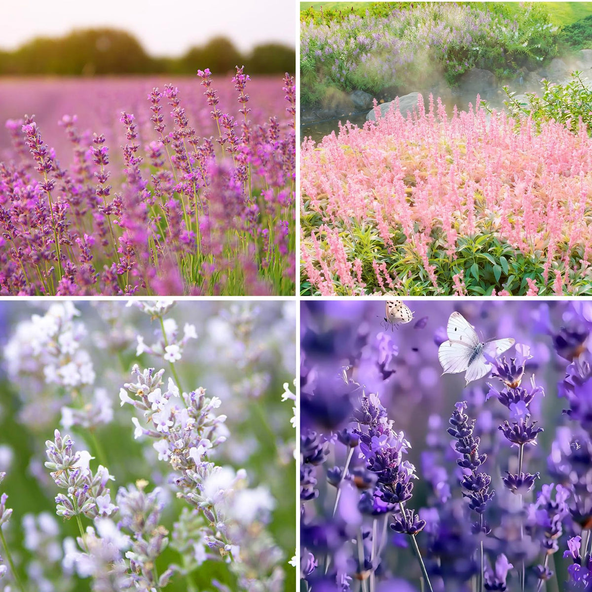 Mixrug mixed lavender seeds pack ready for garden borders