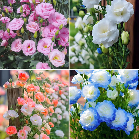 Mixrug Mixed Lisianthus seeds in a bag ready for planting for vibrant outdoor blooms.
