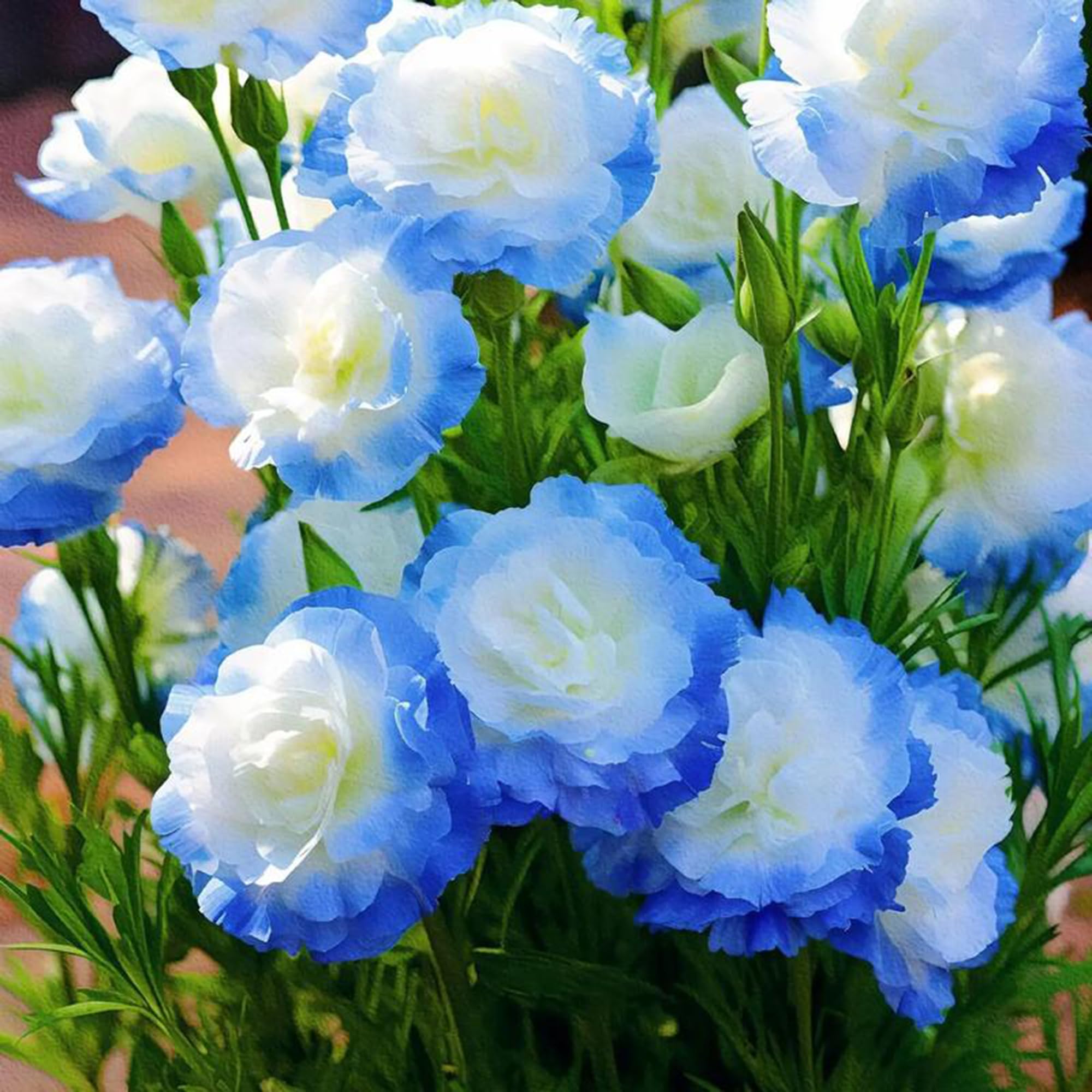 Mixrug Mixed Lisianthus seeds positioned along a garden border for color and texture.