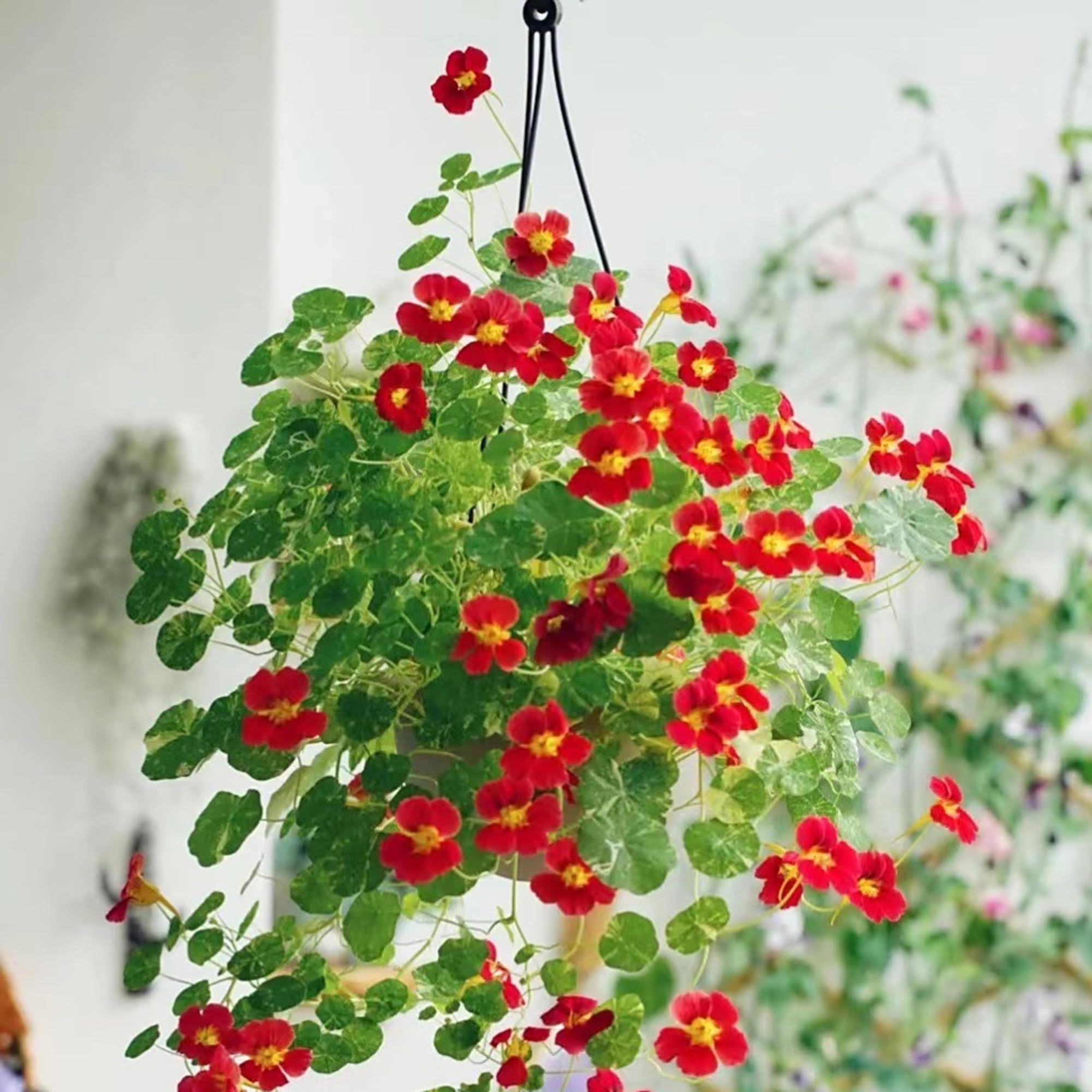 Mixrug mixed nasturtium seeds on trellis illustrating climbing habit and garden vertical appeal.
