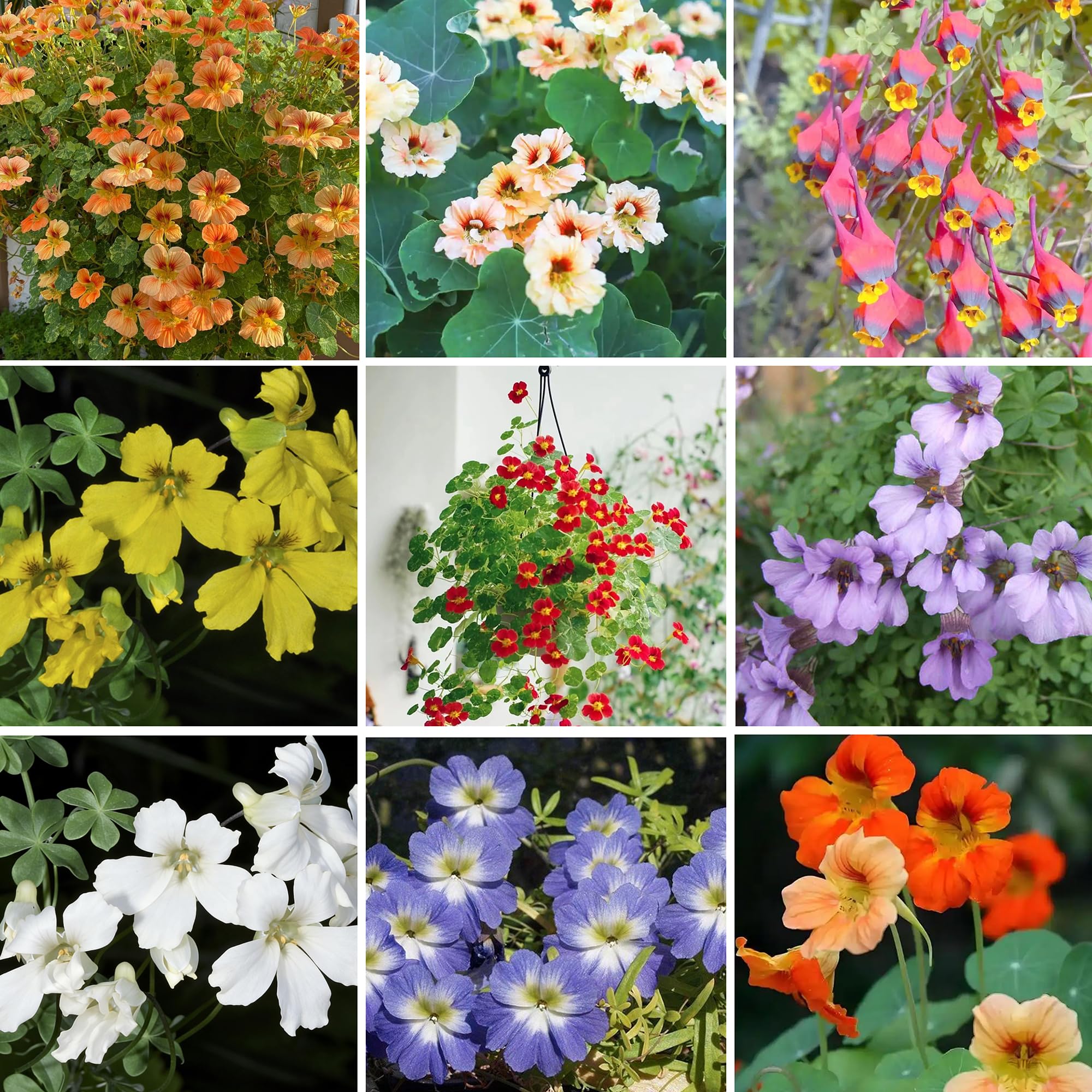 Mixrug mixed nasturtium seeds packaging ready to plant for vibrant outdoor color.