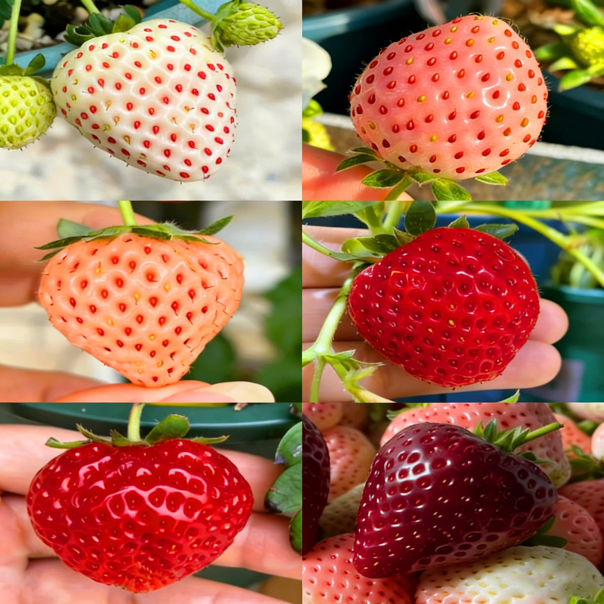 Mixrug mixed strawberry cranberry seeds kit close-up ready for home garden planting