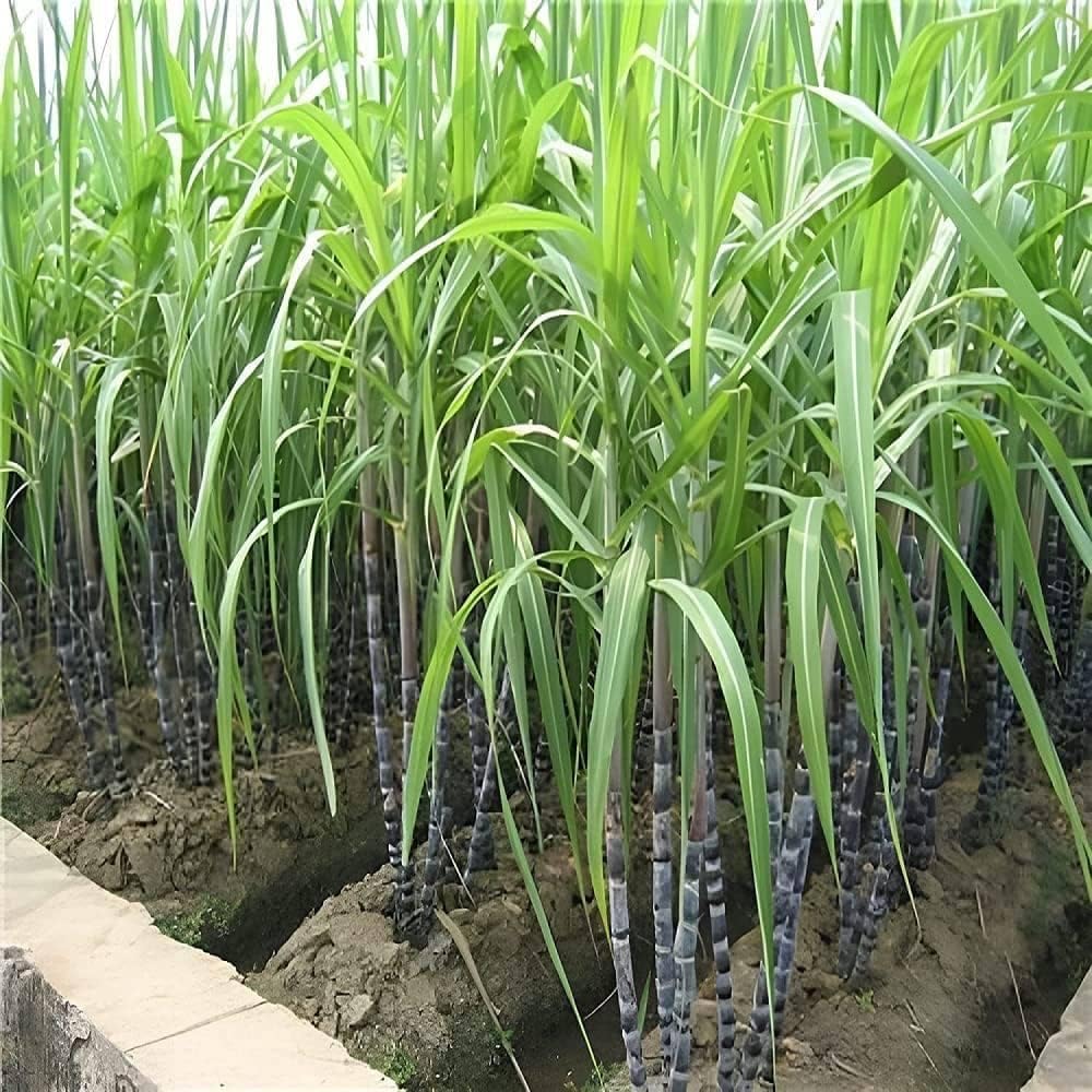 Mixrug moist loamy soil preparation for sugarcane growth in warm regions