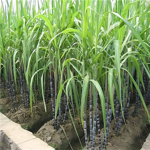 Mixrug moist loamy soil preparation for sugarcane growth in warm regions