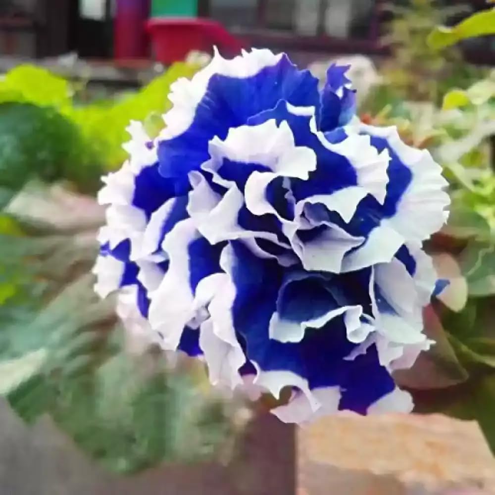 Mixrug moist, well-drained soil supports lush petunia growth.