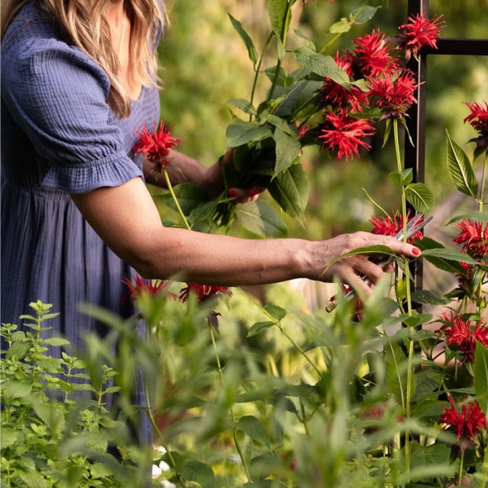 Mixrug Monarda Didyma flower spikes provide colorful border focal points