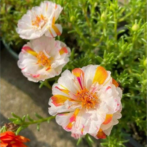Mixrug moss rose seeds vibrant carpet up to 14 inches.