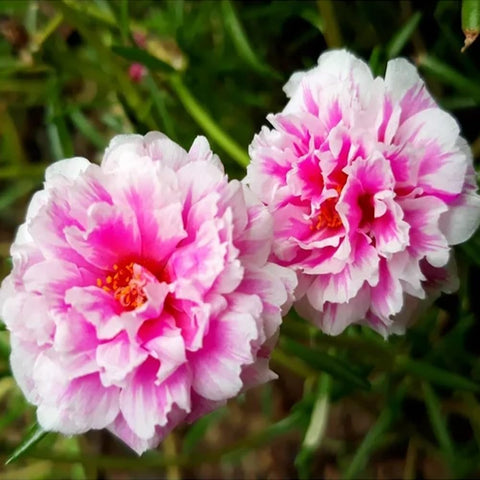 Mixrug moss rose self-seeding color year after year.