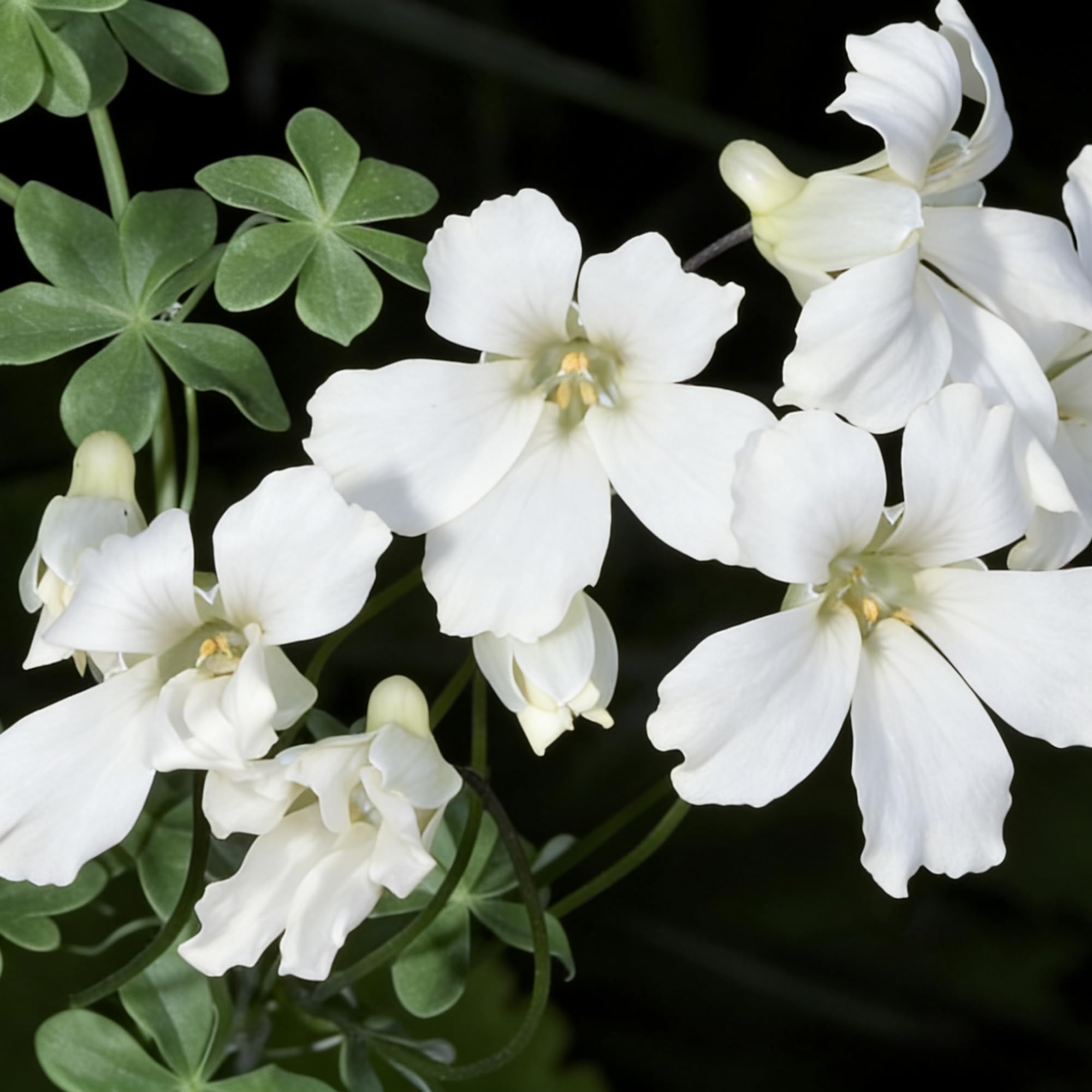 Mixrug nasturtium full sun partial shade tolerance expands planting options.