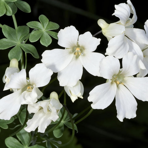 Mixrug nasturtium full sun partial shade tolerance expands planting options.