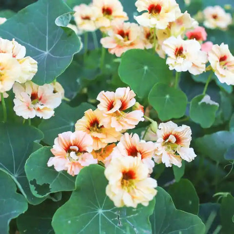 Mixrug nasturtium groundcover in garden bed demonstrates low-maintenance fill and color.