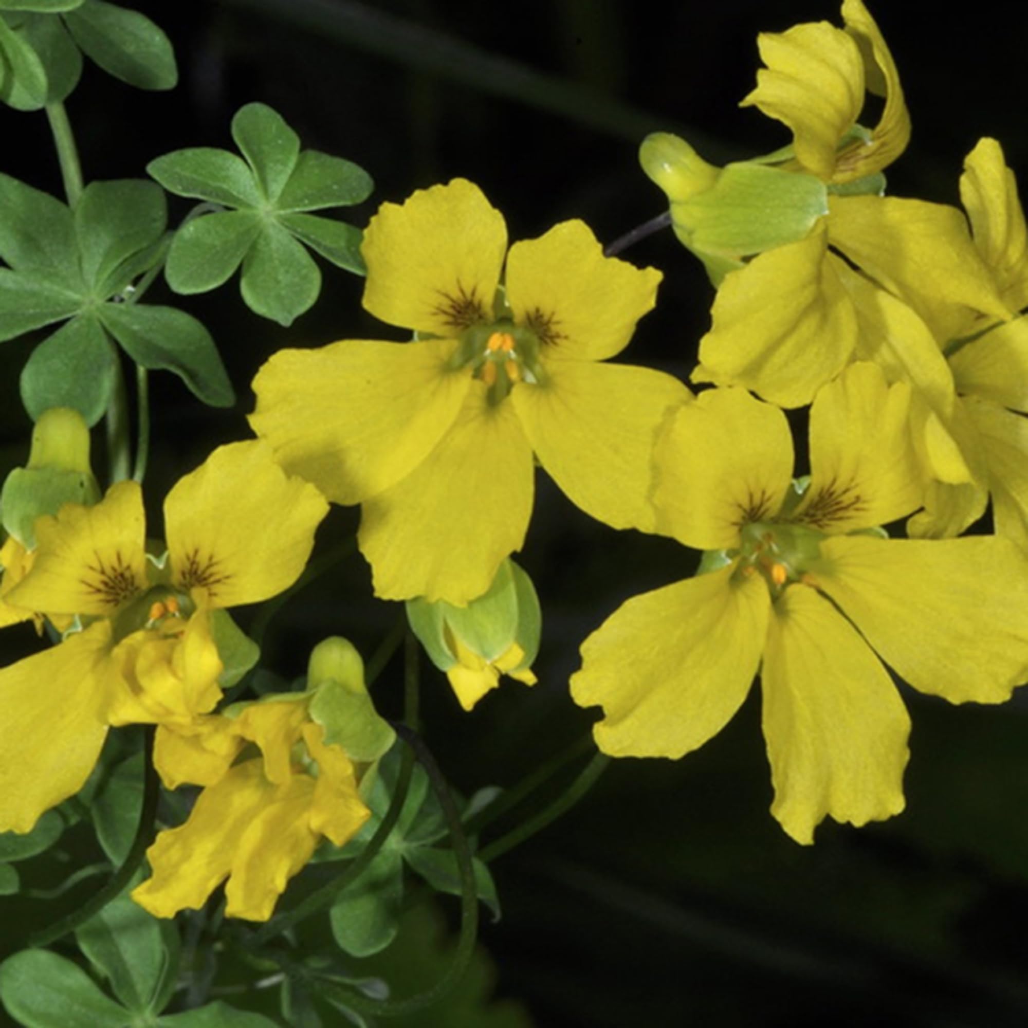 Mixrug nasturtium hanging basket display highlights cascading blooms for patio decoration.