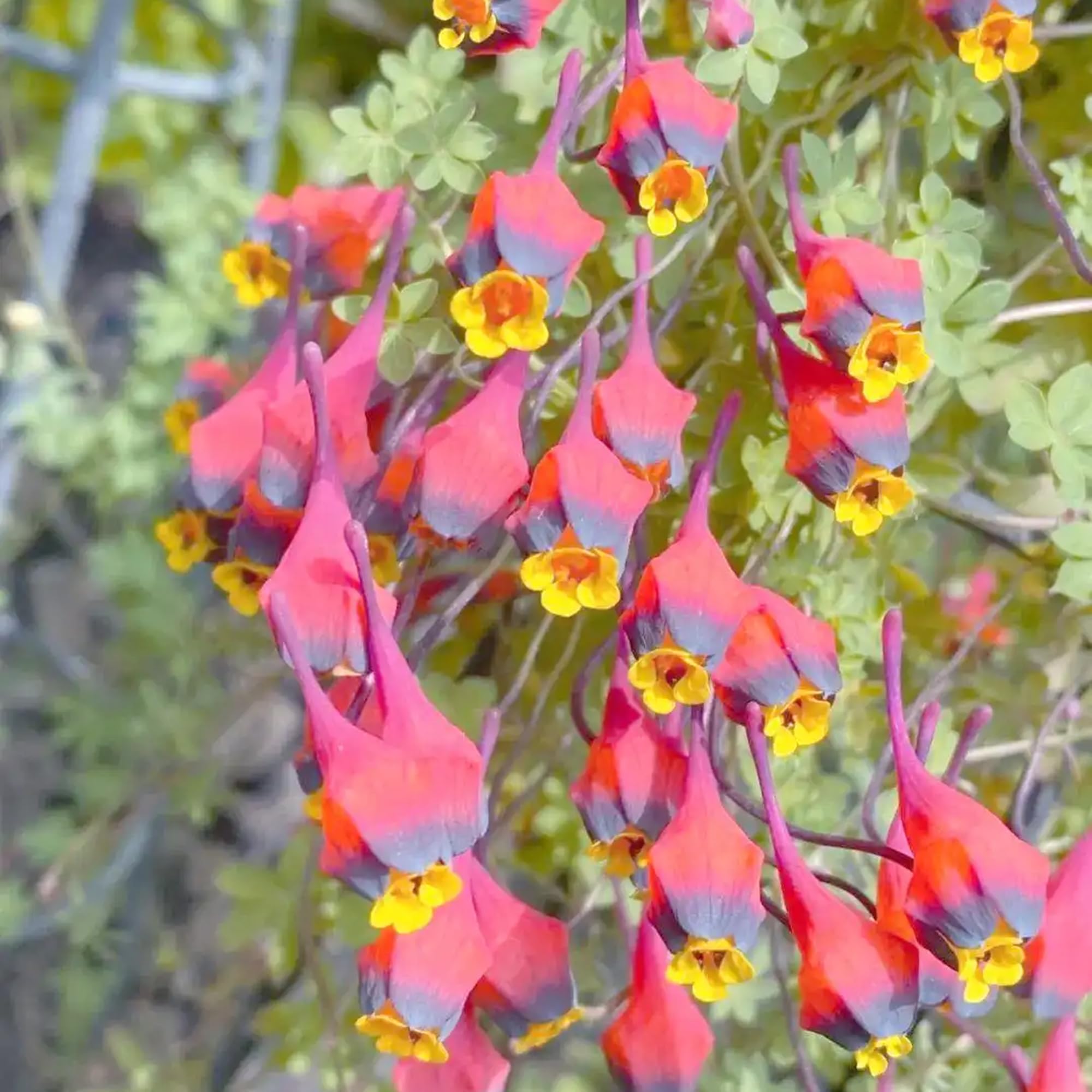 Mixrug nasturtium low water care supports drought-friendly gardening.
