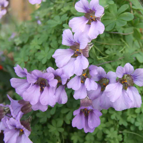 Mixrug nasturtium pest-deterrent companion plant protects crops.