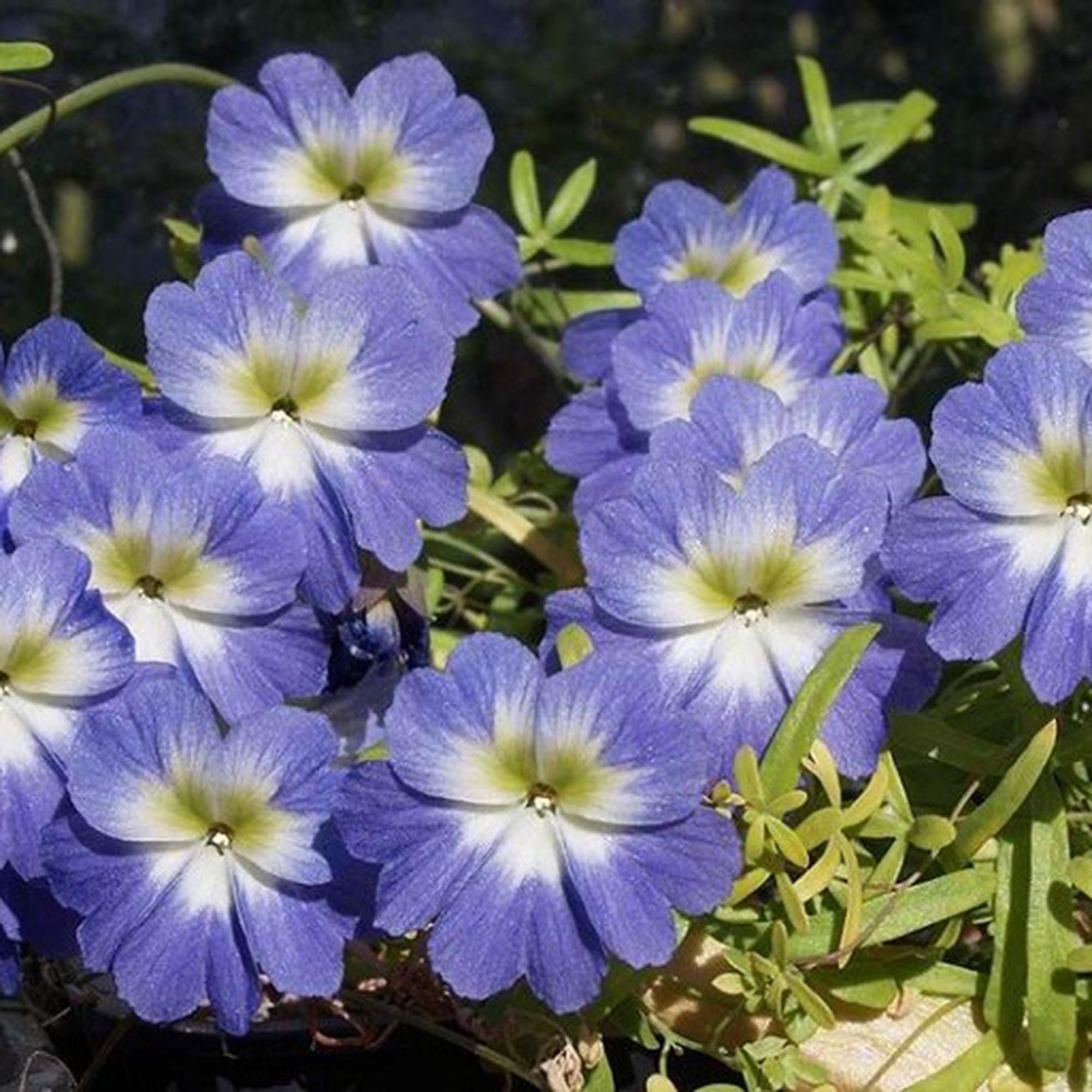 Mixrug nasturtium pollinator-friendly blooms attract bees and butterflies.