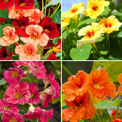 Mixrug nasturtium seeds 100pcs ready for planting in pots for vibrant blooms.