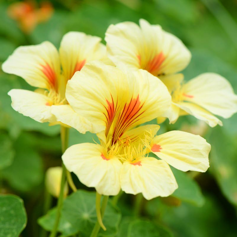 Mixrug nasturtium seeds climbing nasturtium ideal for trellises and balconies.