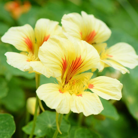 Mixrug nasturtium seeds climbing nasturtium ideal for trellises and balconies.