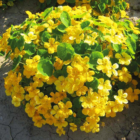 Mixrug nasturtium seeds flowers blooms add bright color and pollinator appeal.