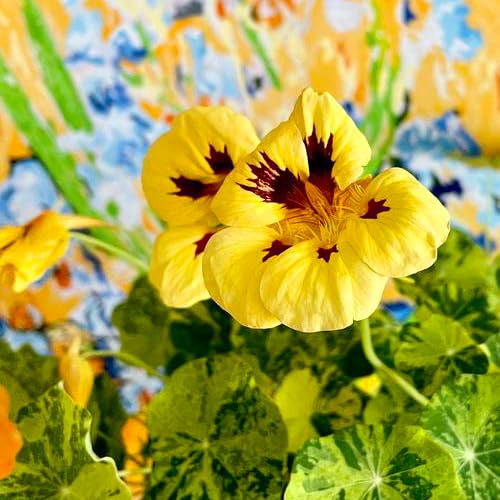 Mixrug nasturtium seeds heirloom variety with classic colors for borders.