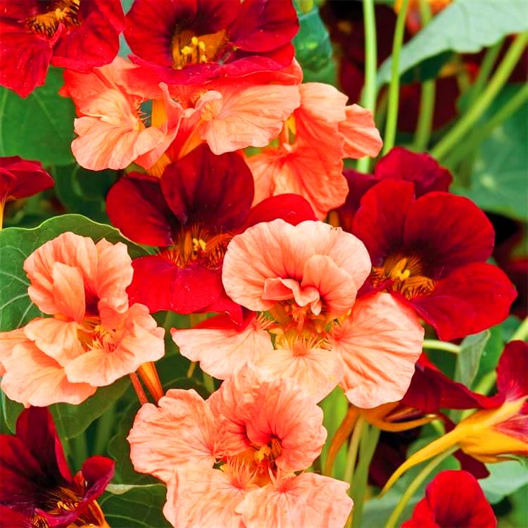 Mixrug nasturtium seeds non-GMO heirloom variety label for garden diversity.