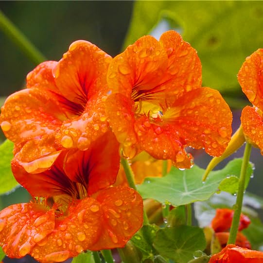 Mixrug nasturtium seeds suitable for pots and trellises on patios.