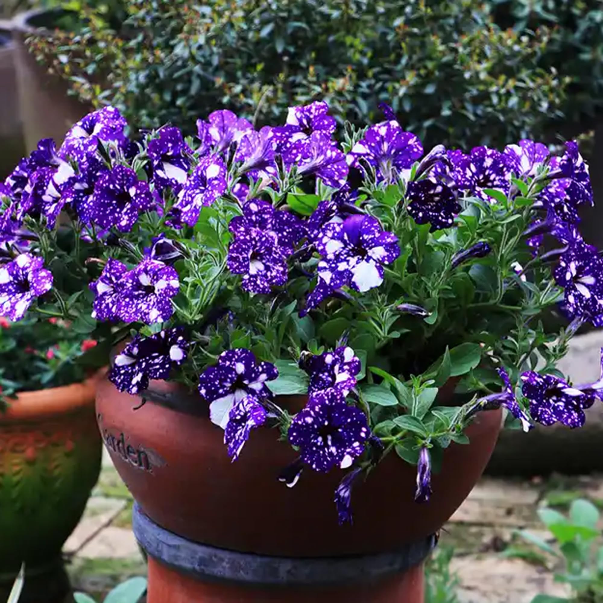 Mixrug Night Sky Petunia blooms in a close up view showing color and texture.
