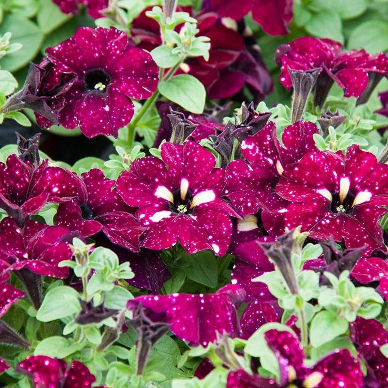 Mixrug Night Sky Petunia border garden demonstrating low-growing color along edges.