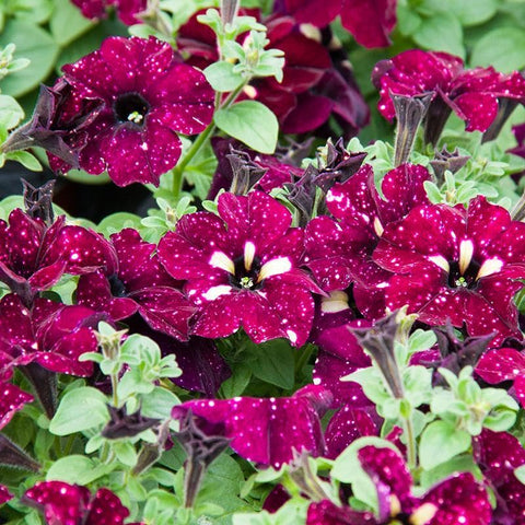 Mixrug Night Sky Petunia border garden demonstrating low-growing color along edges.