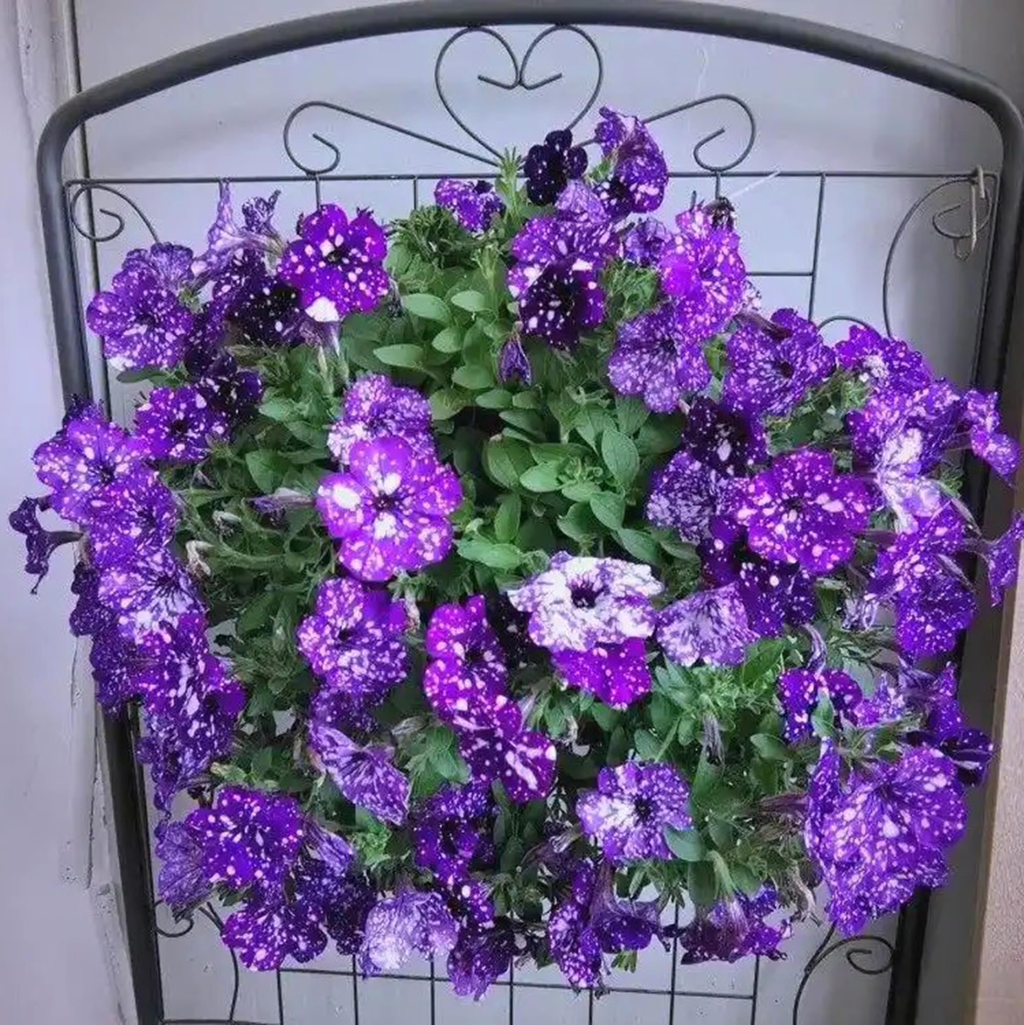 Mixrug Night Sky Petunia container display with cascading color.