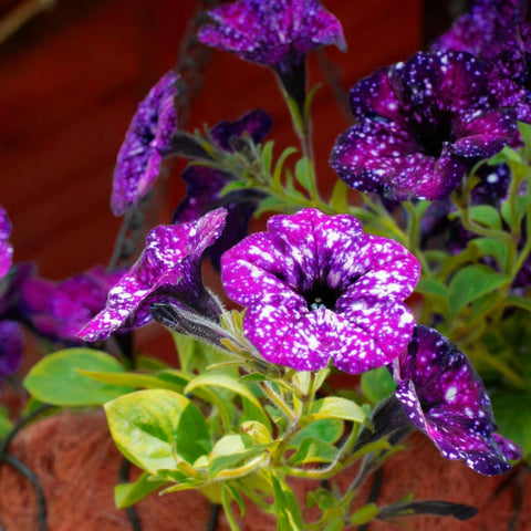 Mixrug Night Sky Petunia blooms attracting butterflies and bees for a lively garden.