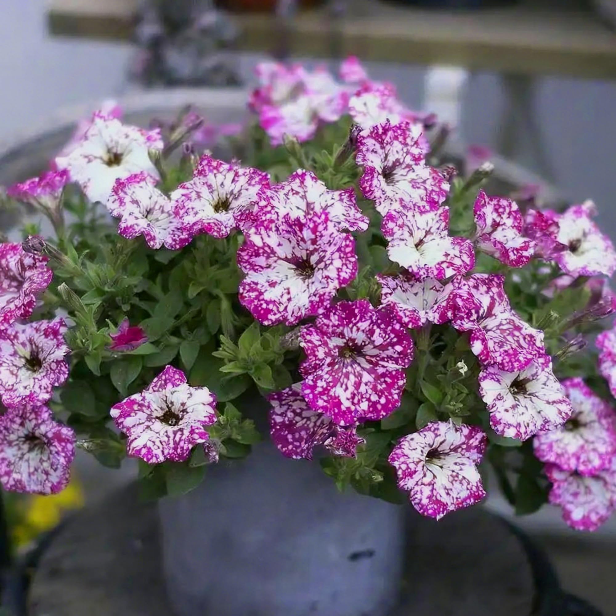 Mixrug Night Sky Petunia seeds germination phase shown for indoor starting.