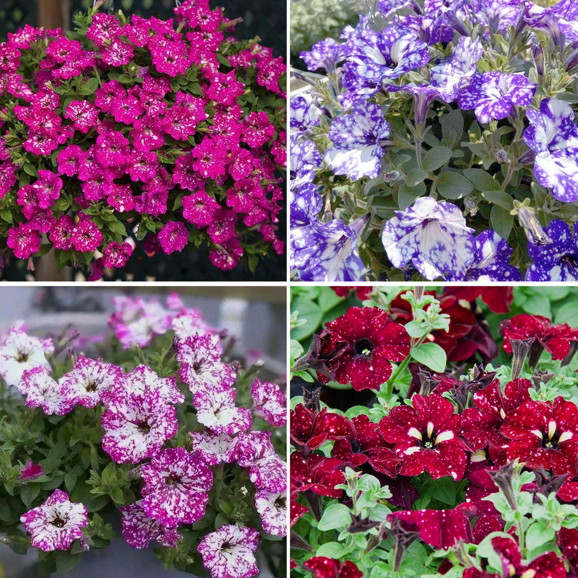 Mixrug Night Sky Petunia seeds packet ready for spring garden planting.