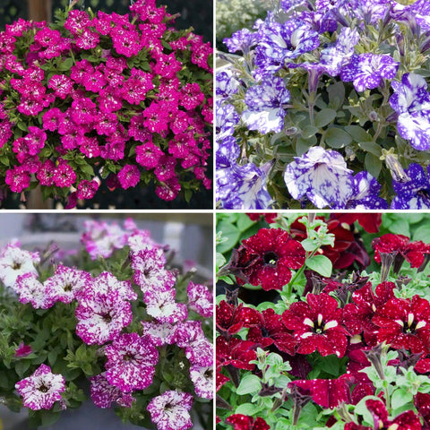 Mixrug Night Sky Petunia seeds packet ready for spring garden planting.