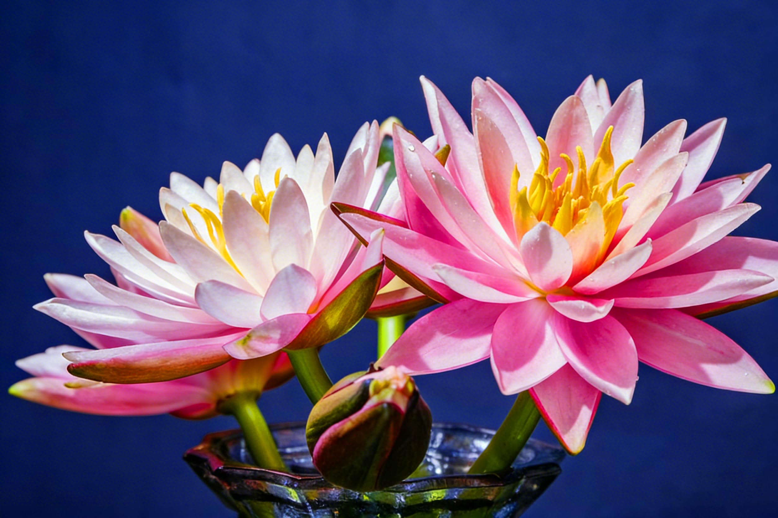 Mixrug seeds with no dormancy bloom in warm climates