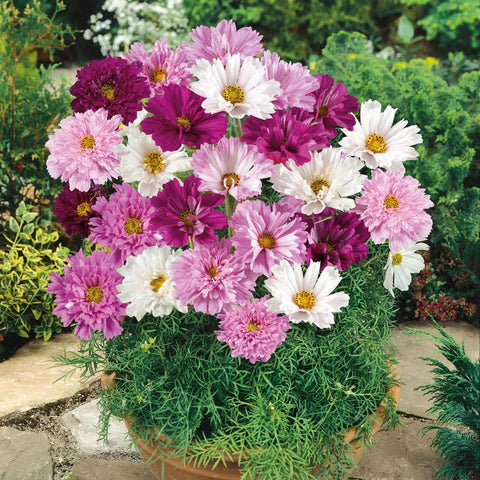 Mixrug non-gmo heirloom cosmos seeds support eco-friendly beds.