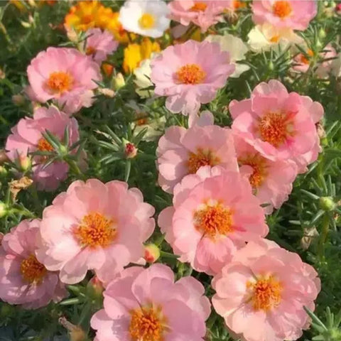 Mixrug non-gmo heirloom moss rose easy maintenance.