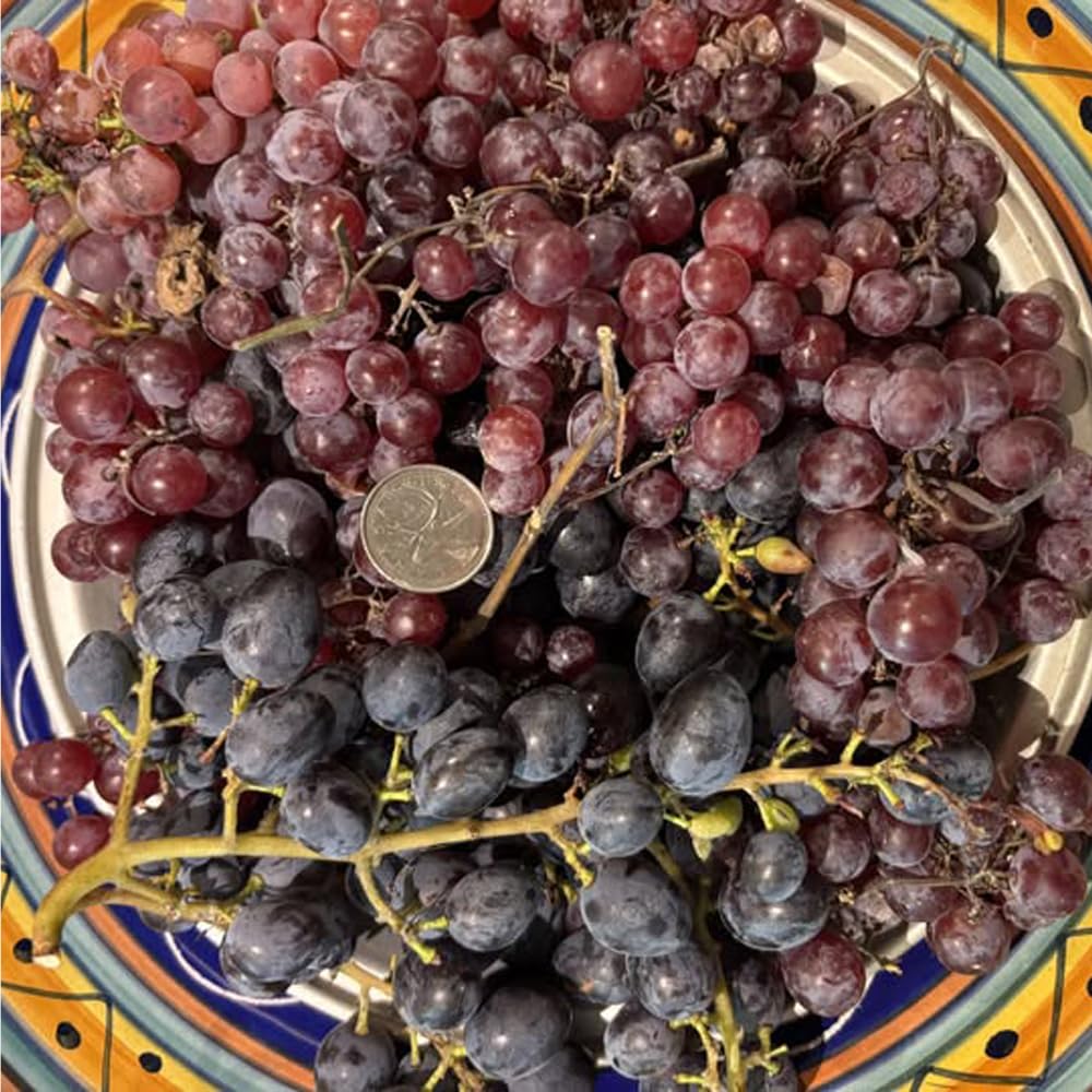 Mixrug non-GMO heirloom red grape seeds highlight authentic varieties
