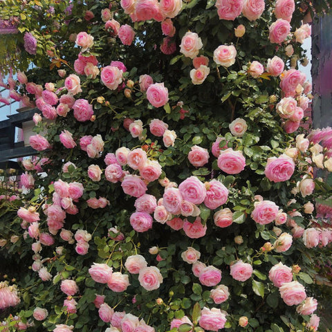 Mixrug non-gmo-heirloom-rose-seeds provide heirloom quality and garden variety.