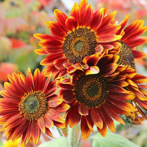 Mixrug non-GMO heirloom sunflower seeds promote resilient plants across seasons