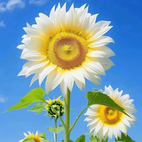 Mixrug non-GMO heirloom sunflower seeds offer authentic varieties for home planting.