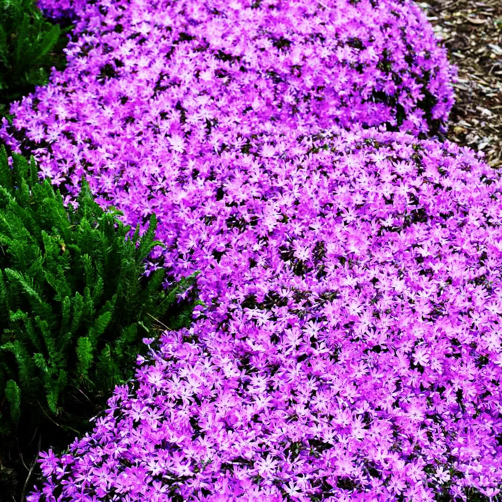 Mixrug non-GMO thyme seeds support a sustainable herb garden.