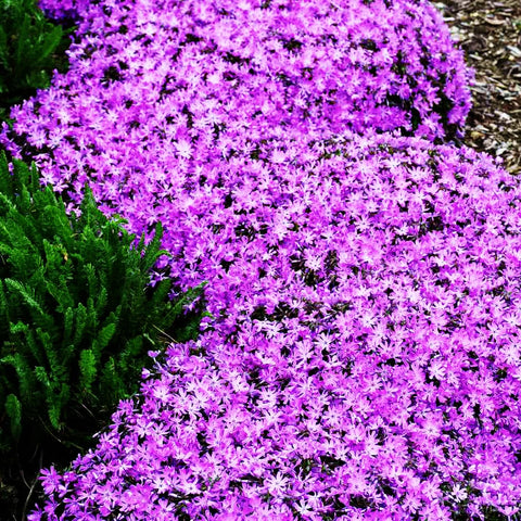 Mixrug non-GMO thyme seeds support a sustainable herb garden.