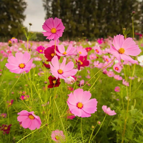 Mixrug open-pollinated cosmos garden display; supports diversity and self-seeding when conditions suit.