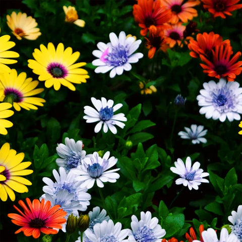Mixrug open-pollinated, heirloom daisies for diverse color expression.